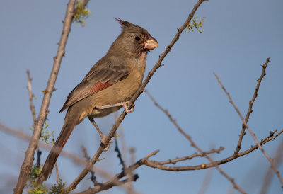 Pyrrhuloxia