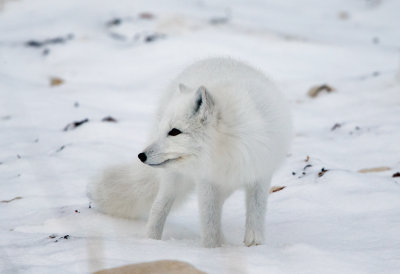 Arctic Fox