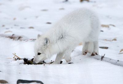 Arctic Fox