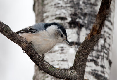 White Breasted Nuthatch