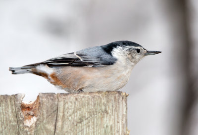 White Breasted Nuthatch