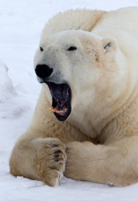 Polar Bear