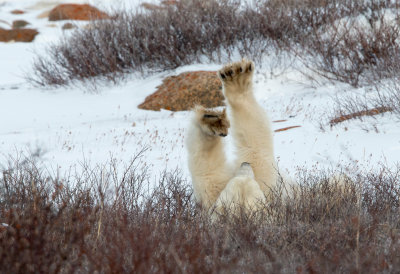 Polar Bear