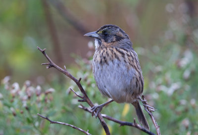 Seaside Sparrow