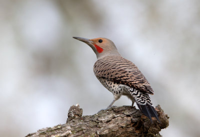 Northern Flicker