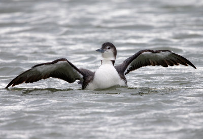 Common Loon