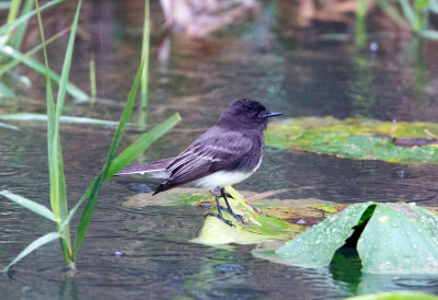 Black Phoebe