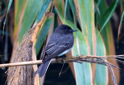 Black Phoebe