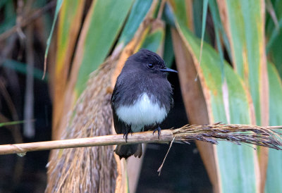 Black Phoebe