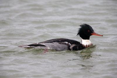 Red Breasted Merganser