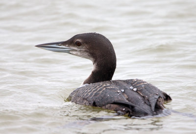 Common Loon