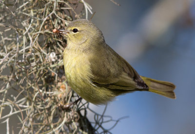 Orange Crowned Warbler