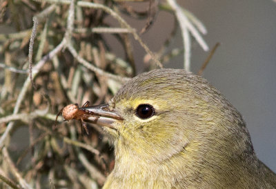 Orange Crowned Warbler