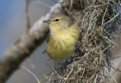 Orange Crowned Warbler