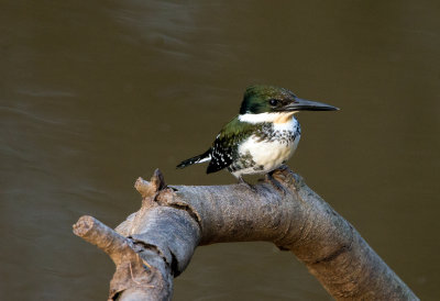 Green Kingfisher