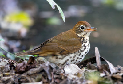 Wood Thrush