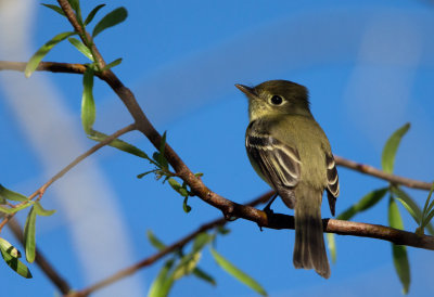 Pacific Slope Flycatcher