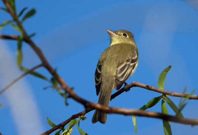 Pacific Slope Flycatcher