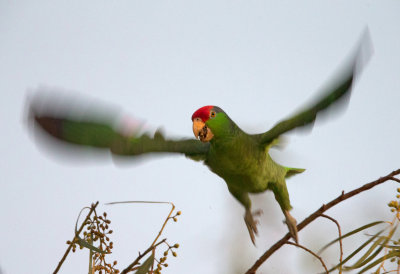 Red Crowned Parrot