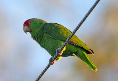 Red Crowned Parrot
