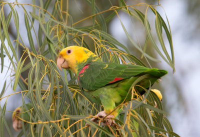 Yellow Headed Parrot