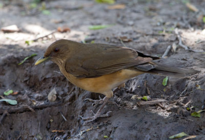 Clay Colored Thrush