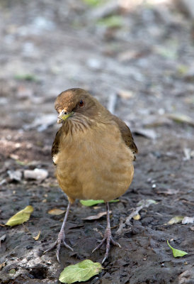 Clay Colored Thrush