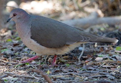 White Tipped Dove