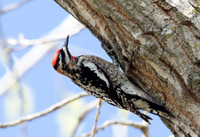 Woodpeckers and Sapsuckers