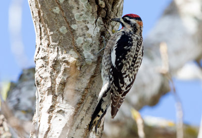 Red-Naped Sapsucker