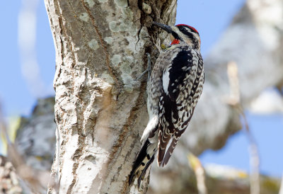 Red-Naped Sapsucker