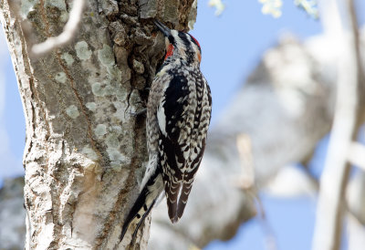 Red-Naped Sapsucker