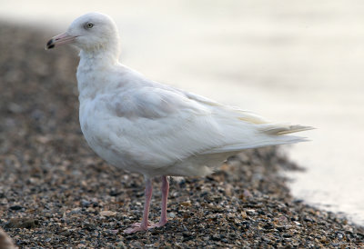 Glaucous Gull