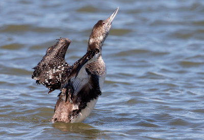 Common Loon