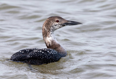 Common Loon