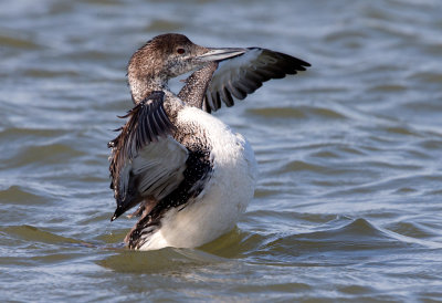 Common Loon