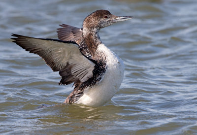 Grebes, Loons and Mergansers