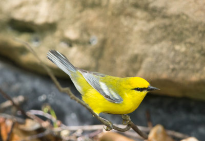 Blue Winged Warbler