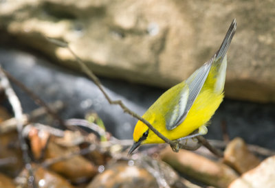 Blue Winged Warbler