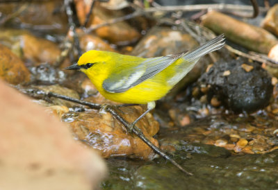 Blue Winged Warbler
