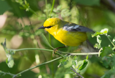 Blue Winged Warbler