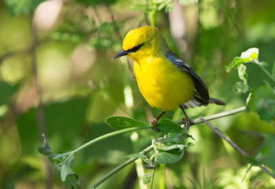 Blue Winged Warbler