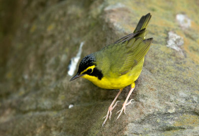 Kentucky Warbler