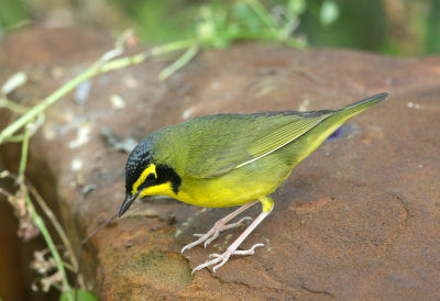 Kentucky Warbler