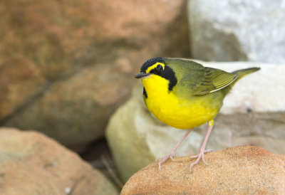 Kentucky Warbler