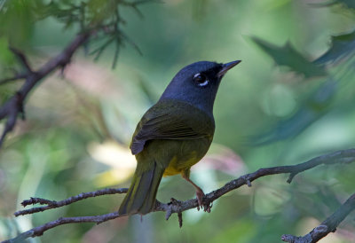 MacGillivray's Warbler