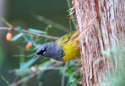 MacGillivray's Warbler