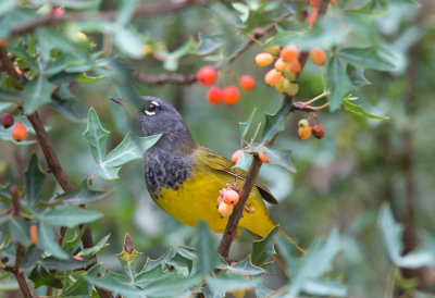 MacGillivray's Warbler
