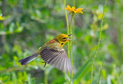 Prairie Warbler