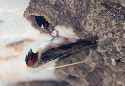 Cliff Swallow